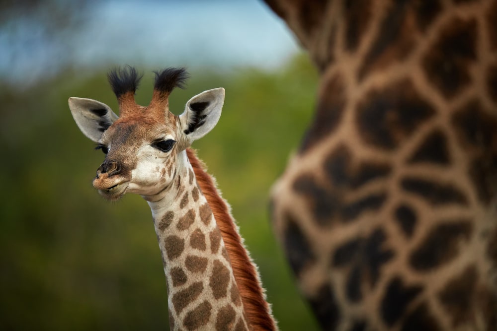 Король Жираф. Жираф с зеброй животное в Сакраменто. Жирафа гиф. Детёныш жирафа новорожденный. Сколько всего детенышей жирафа родилось за два