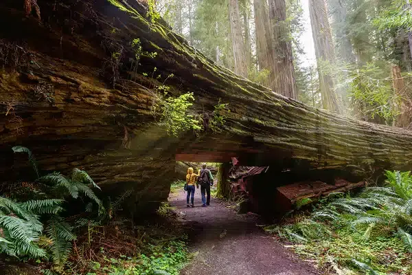 Redwood National and State Parks