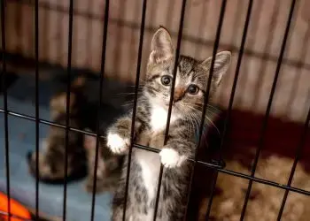 усыновлению животных