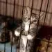 усыновлению животных