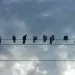 В Калифорнии птицы таинственно "взрываются" на улицах