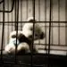 ICE арестовала 6-летнего мальчика с лейкемией