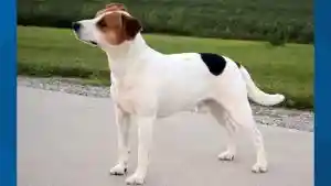 Danish-Swedish Farmdog