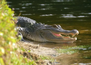 Фото: Shutterstock