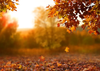 Фото: Shutterstock