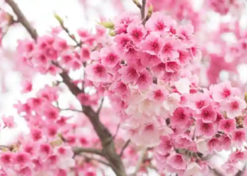 Фото: Shutterstock