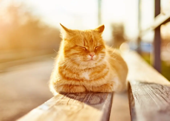 Фото: Shutterstock