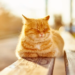 Фото: Shutterstock