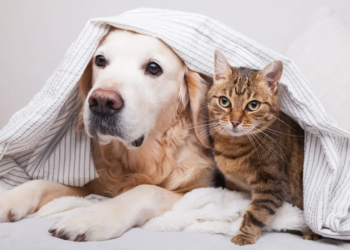 Фото: Shutterstock