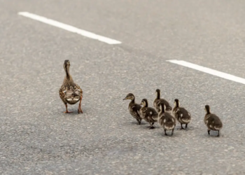 Фото: Shutterstock