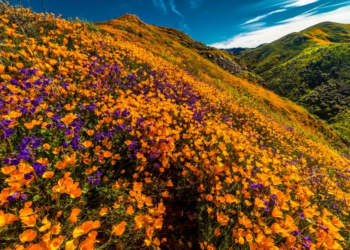 Фото: Shutterstock