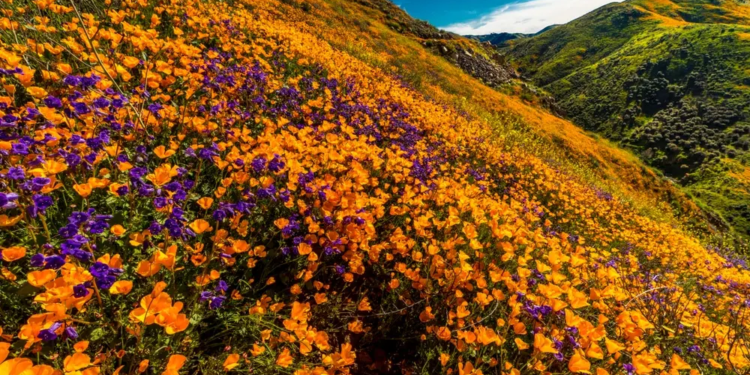 Фото: Shutterstock