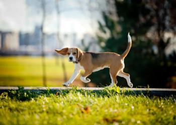 Фото: Shutterstock