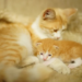 Фото: Shutterstock