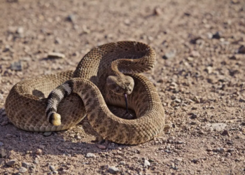 Фото: Shutterstock