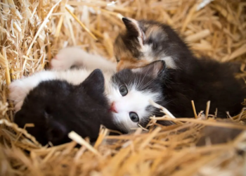 Фото: Shutterstock