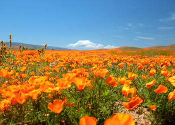 Фото: Shutterstock
