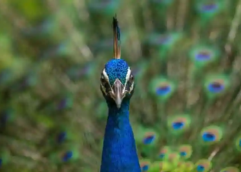 Фото: Shutterstock