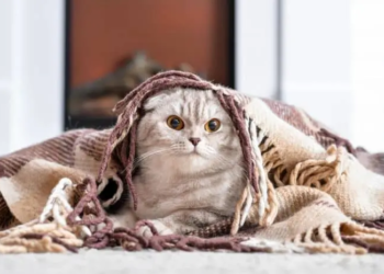 Фото: Shutterstock