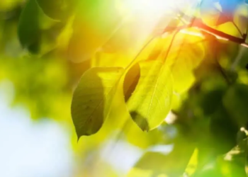 Фото: Shutterstock