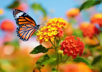 Фото: Shutterstock