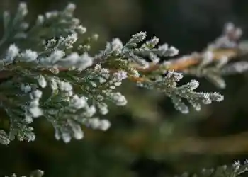 Погода в Сакраменто