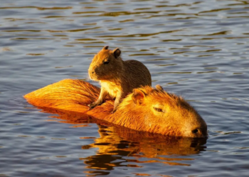Фото: Shutterstock