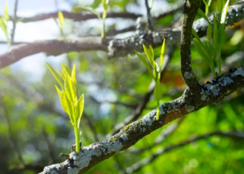 Фото: Shutterstock