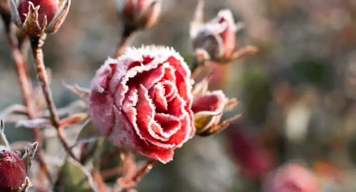 Фото: Shutterstock