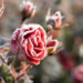 Фото: Shutterstock