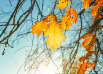 Фото: Shutterstock