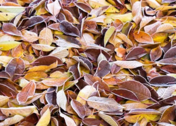 Фото: Shutterstock