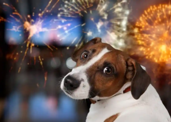 Фото: Shutterstock