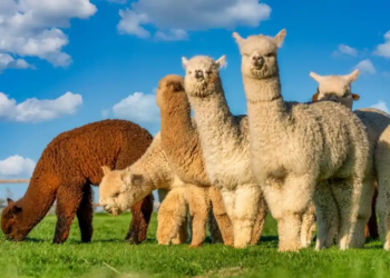 Фото: Shutterstock