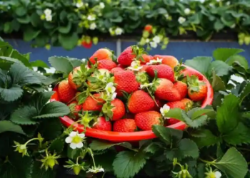 Фото: Shutterstock