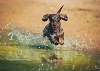 Фото: Shutterstock