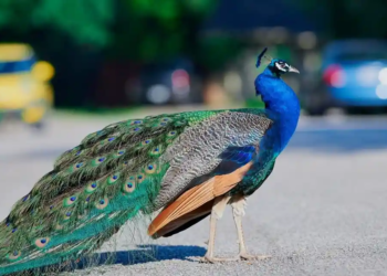 Фото: Shutterstock