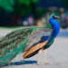 Фото: Shutterstock