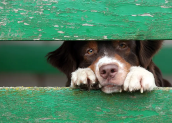 Фото: Shutterstock