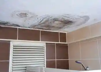 Как плесень в доме влияет на ваше здоровье и можно ли от нее избавиться