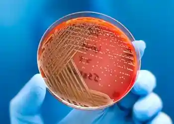 бактерия