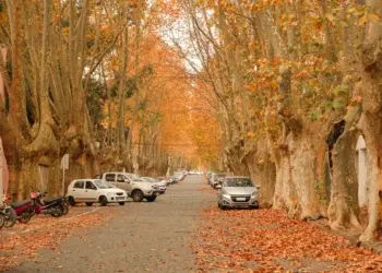 Когда в Сакраменто начнут собирать листья?
