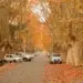 Когда в Сакраменто начнут собирать листья?