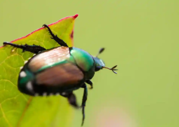Фото: Shutterstock
