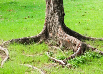 Фото: Shutterstock