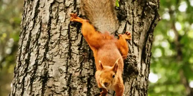 Белка