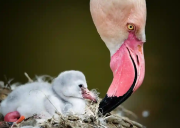 Фото: Shutterstock