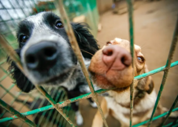 Фото: Shutterstock