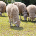 Фото: Shutterstock