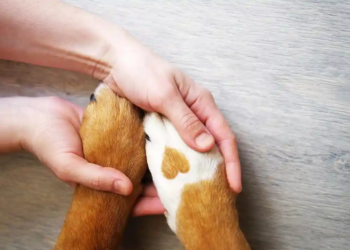 Как бесплатно взять животное